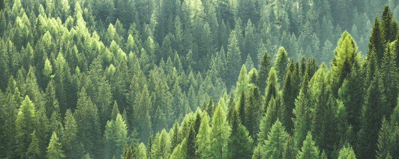 an arial view of a forest